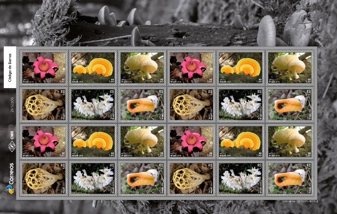 folha_fungos_40x30_24s