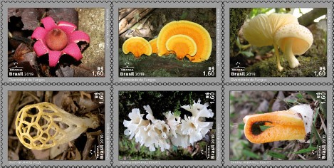 folha_fungos_40x30_24s